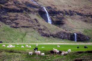 Icelandic farm scene-9083 Icelandic farm scene-9083